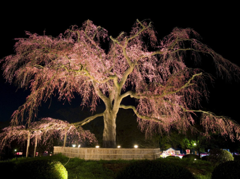 Pohon Sakura Raksasa di Maruyama Park