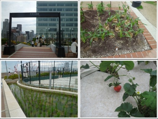 Pintu Masuk ke Tenku No Noen Farm (Kiri Atas), Jagung, Padi dan Strawberry (Photo By : japantourist.jp & Koleksi Pribadi)