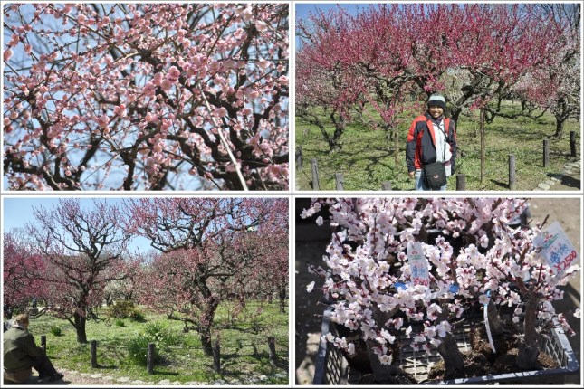 Kebun Sakura di Taman Osaka Castle