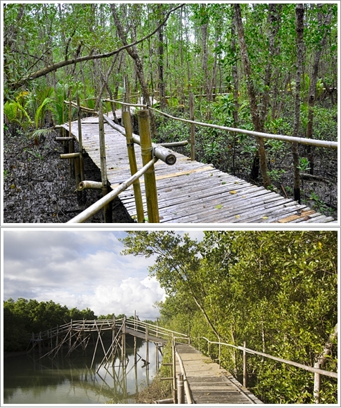 Bagian Dalam Bakhawan Eco Park