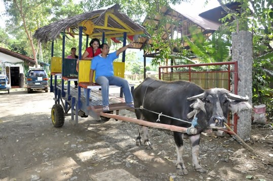 Naik Kebo di Filipina