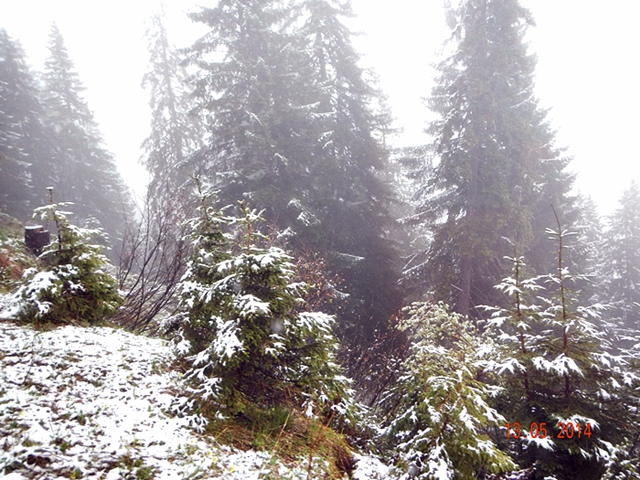 Pohon-pohon mulai tertutup salju